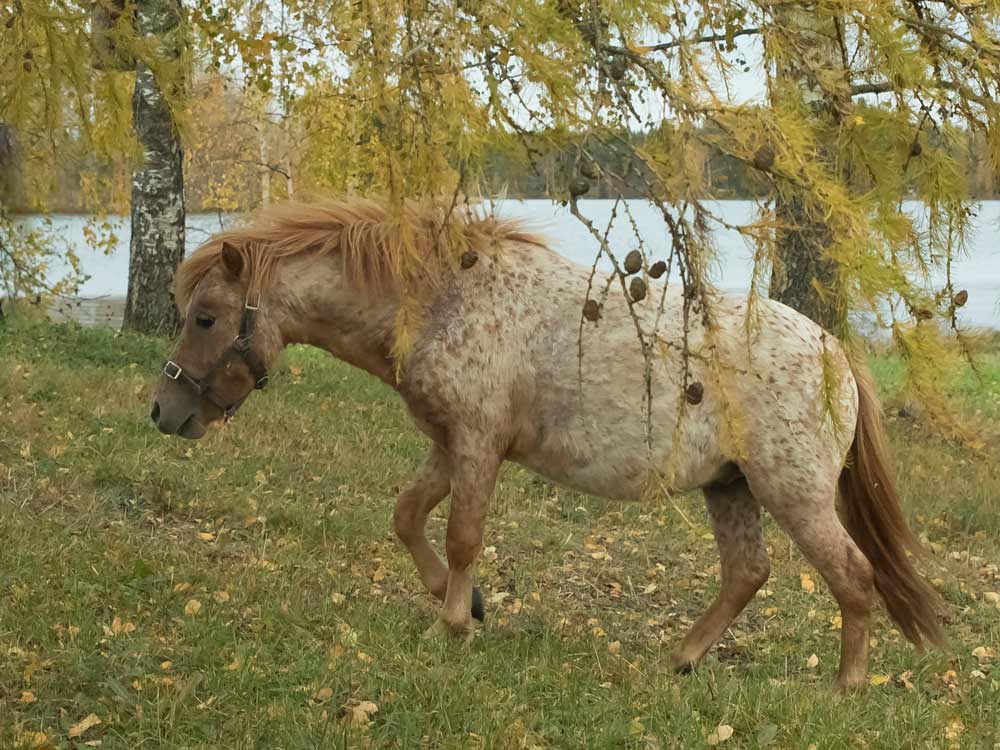 Ylämäen Virkistyslomat