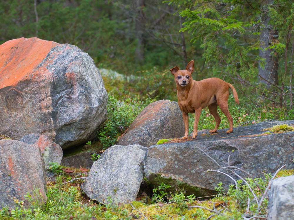 Ylämäen Virkistyslomat